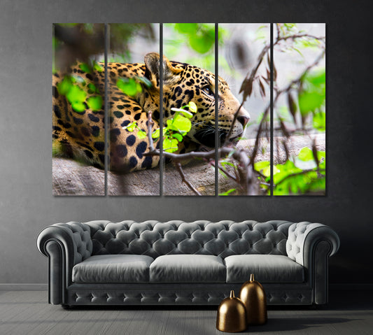 Daydreaming Jaguar South Africa Canvas Print-Canvas Print-CetArt-1 Panel-24x16 inches-CetArt