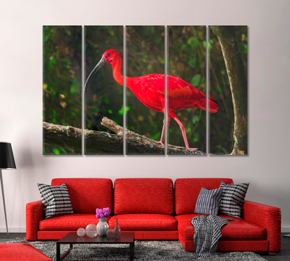 Exotic Bird Scarlet Ibis Canvas Print-Canvas Print-CetArt-1 Panel-24x16 inches-CetArt