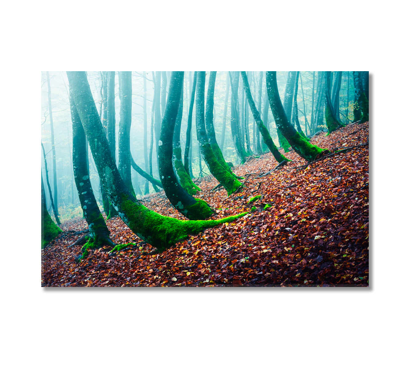 Mysterious Forest with Beech with Moss Canvas Print-Canvas Print-CetArt-1 Panel-24x16 inches-CetArt