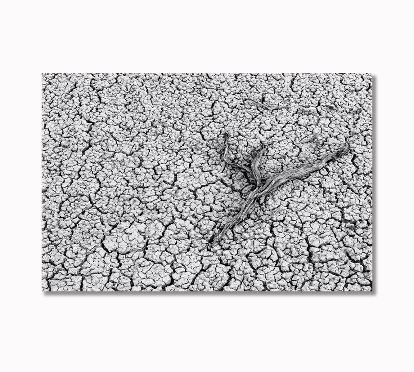 Dry Branch on Cracked Ground Canvas Print-Canvas Print-CetArt-1 Panel-24x16 inches-CetArt