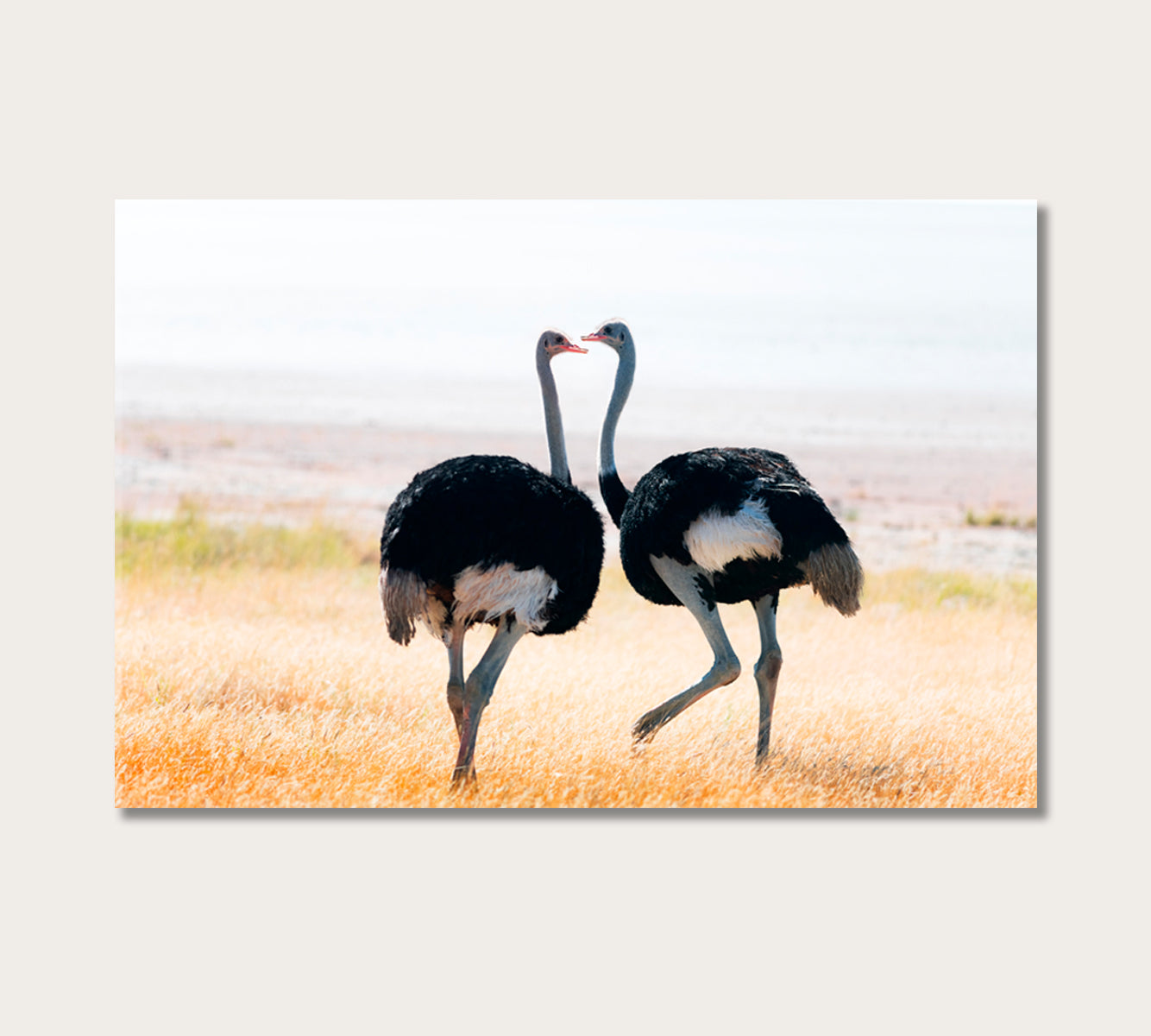 Ostriches Couple in Etosha National Park Namibia Africa Canvas Print-Canvas Print-CetArt-1 Panel-24x16 inches-CetArt