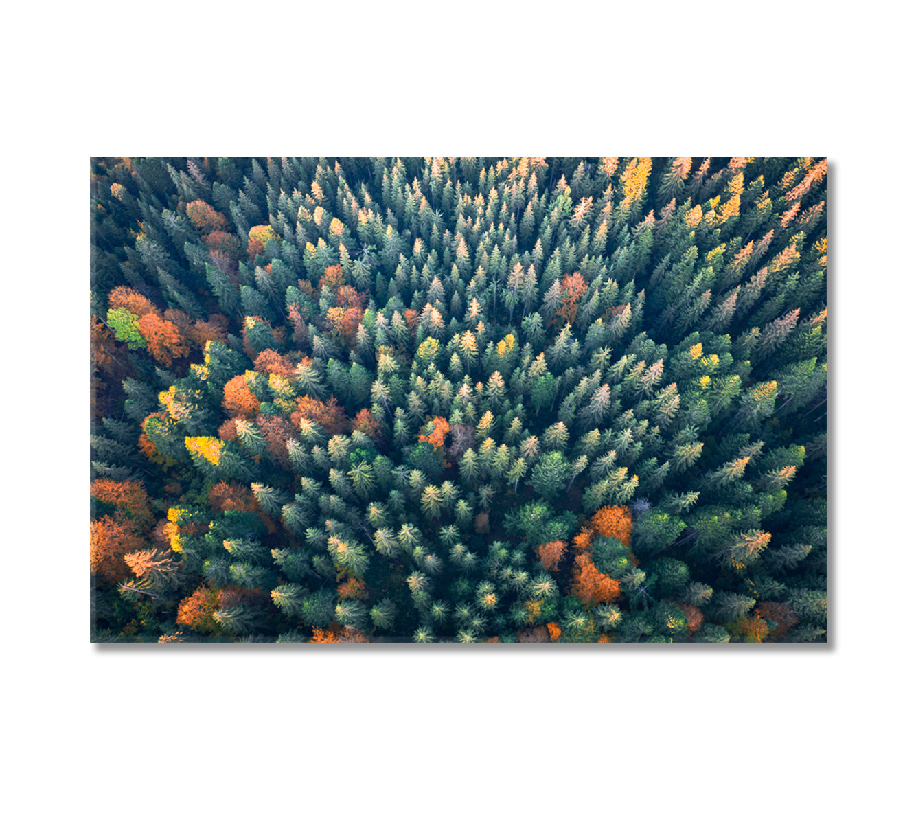 Yellow and Green Autumn Trees in Colorful Forest Canvas Print-Canvas Print-CetArt-1 Panel-24x16 inches-CetArt