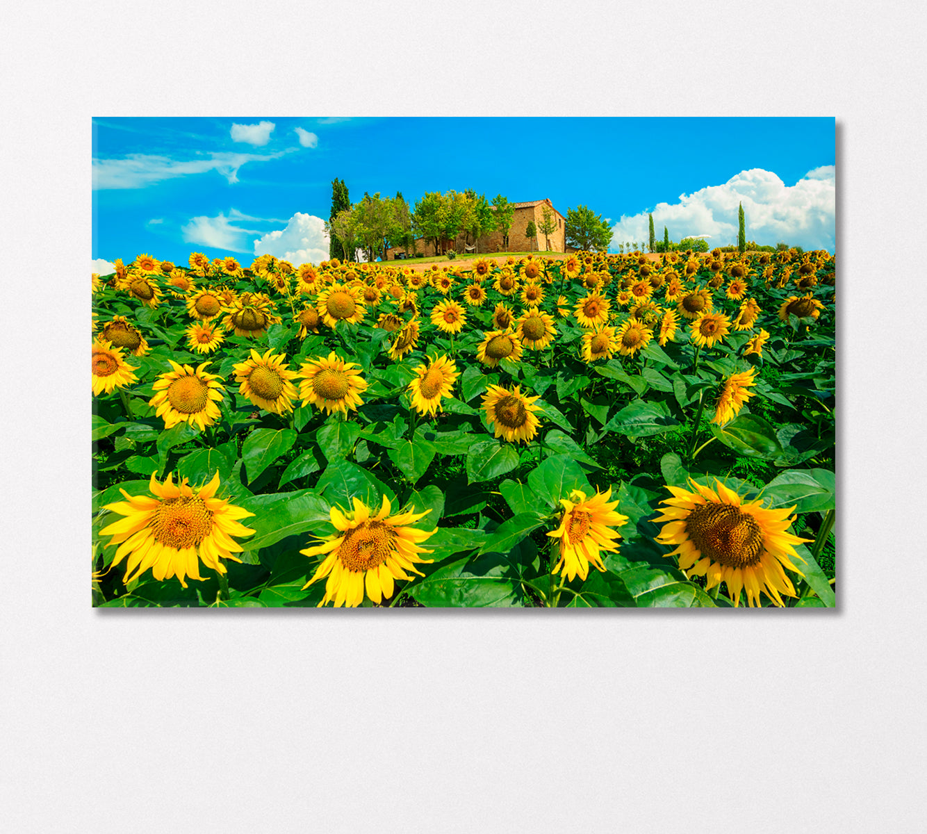 Sunflowers Field Canvas Print-Canvas Print-CetArt-1 Panel-24x16 inches-CetArt