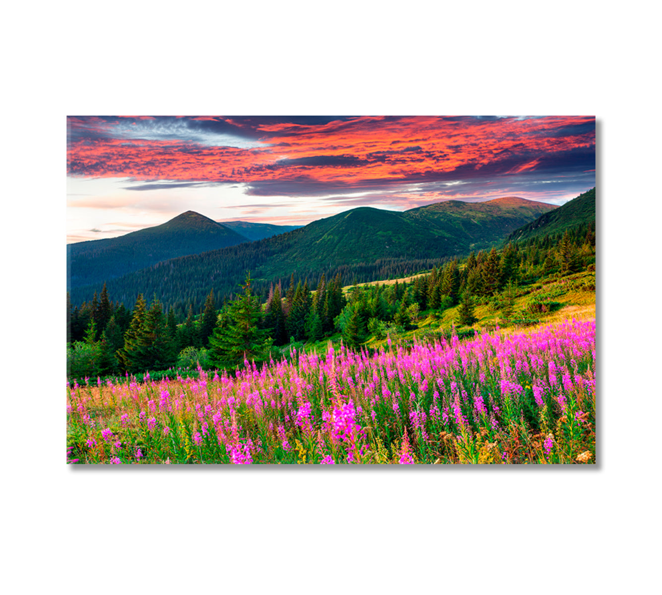 Flower Field near Mountains Canvas Print-Canvas Print-CetArt-1 Panel-24x16 inches-CetArt