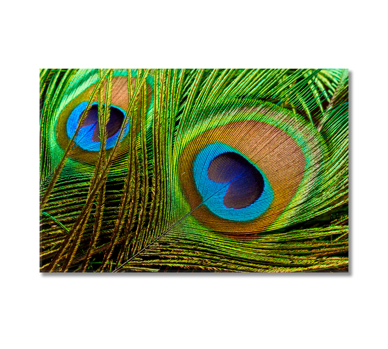 Bright Peacock Feathers Canvas Print-Canvas Print-CetArt-1 Panel-24x16 inches-CetArt