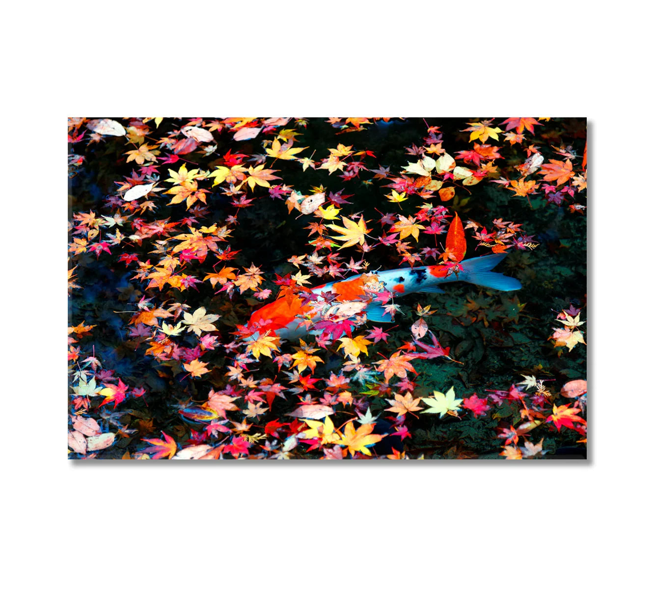 Koi fish beneath floating maple leaves—rich color for creative studios and brainstorming rooms.