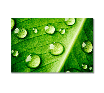 Green Leaf with Water Drops Canvas Print-Canvas Print-CetArt-1 Panel-24x16 inches-CetArt