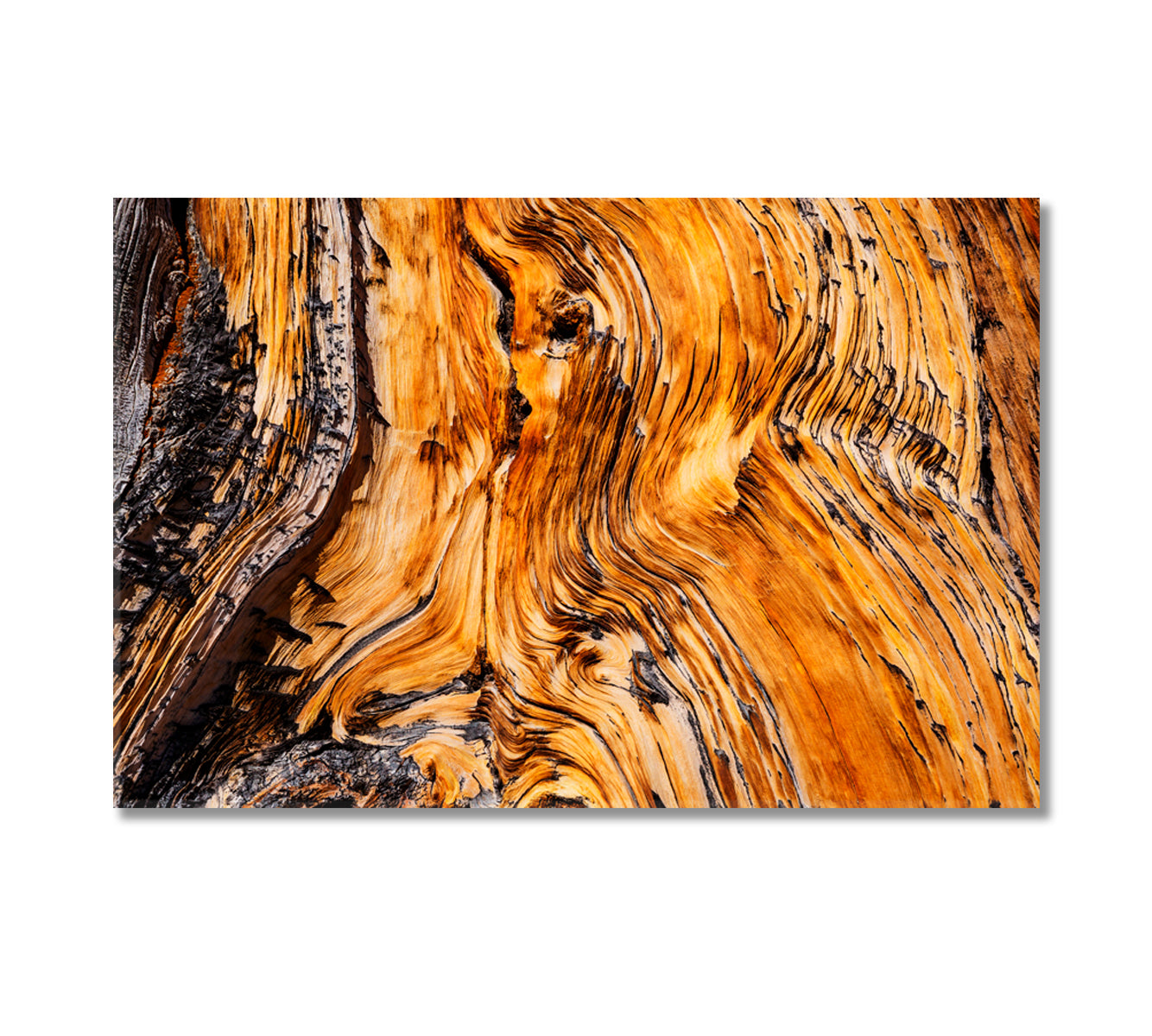 Ancient Bristlecone Pine Tree Canvas Print-Canvas Print-CetArt-1 Panel-24x16 inches-CetArt