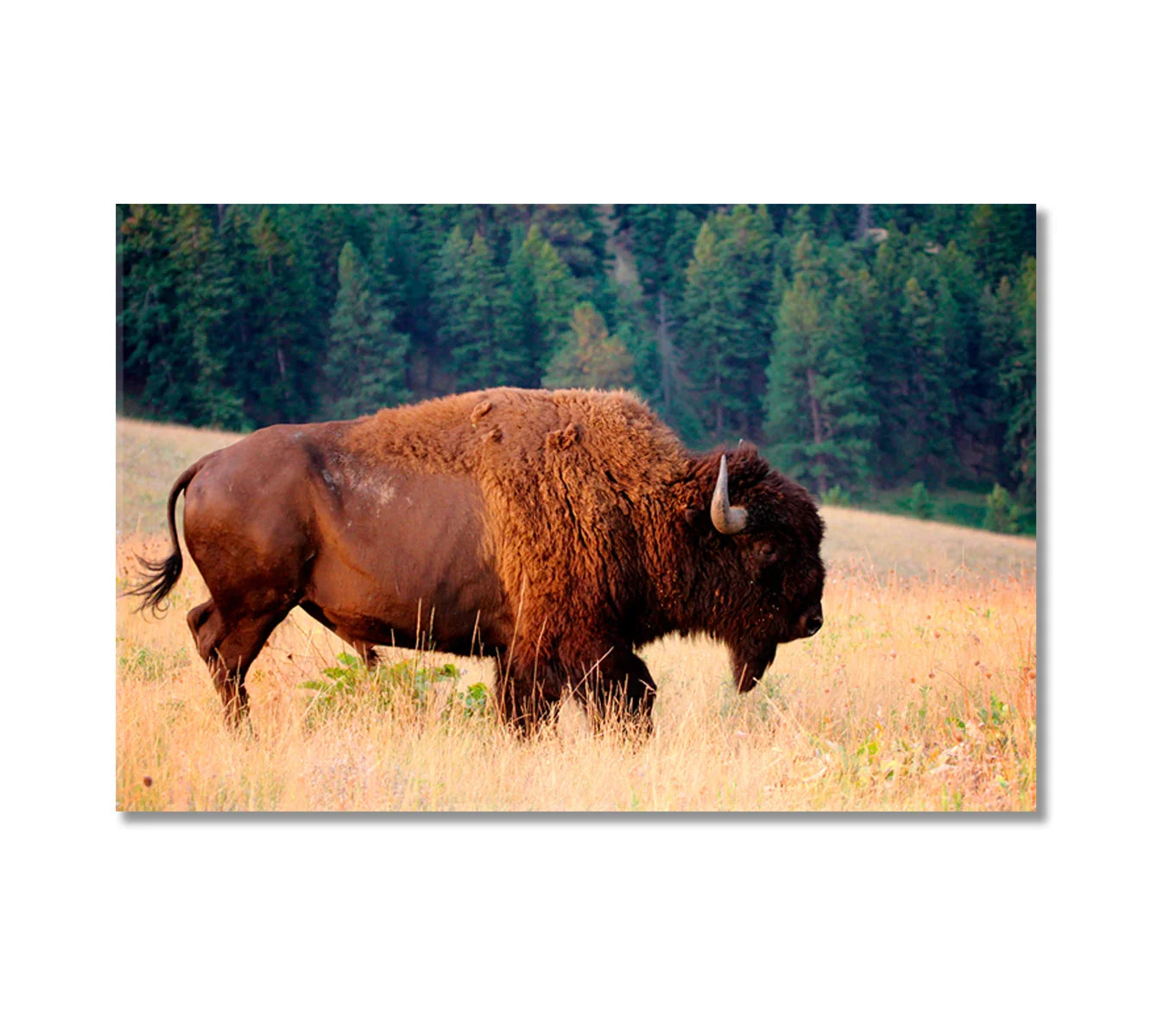 American bison in Montana field canvas print thumbnail