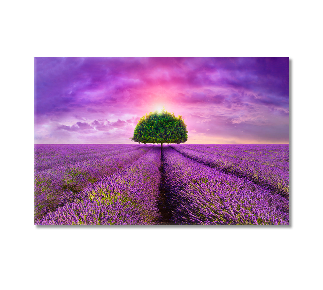 Lonely Tree in Beautiful Lavender Field Provence Canvas Print-Canvas Print-CetArt-1 Panel-24x16 inches-CetArt