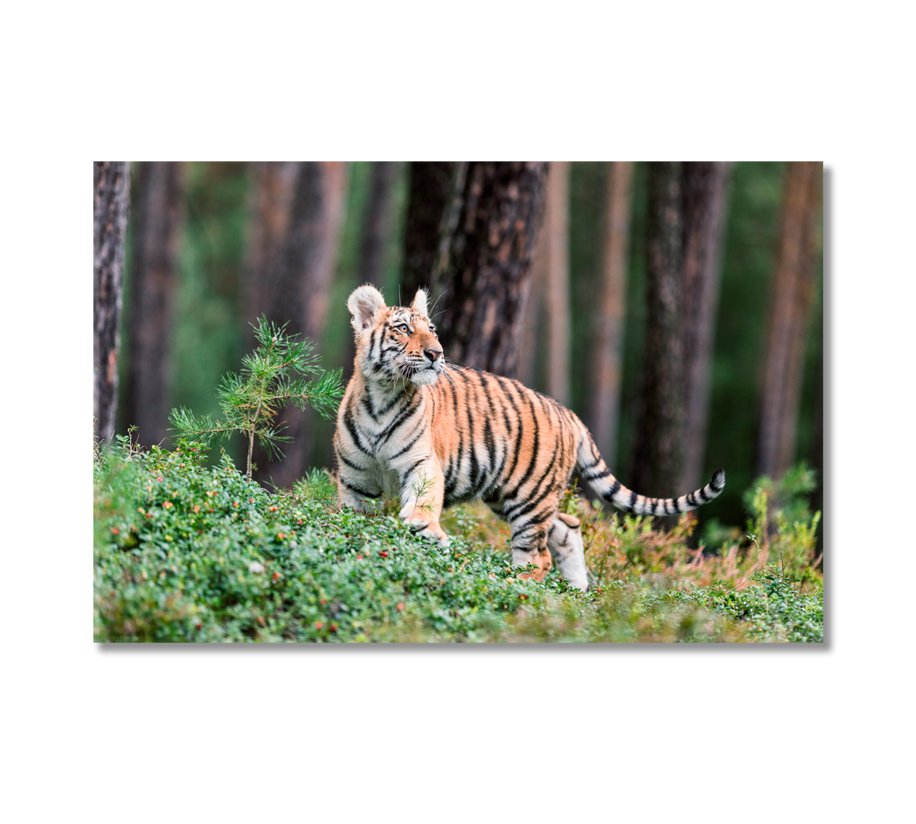 Siberian Tiger in Wildlife Canvas Print-Canvas Print-CetArt-1 Panel-24x16 inches-CetArt