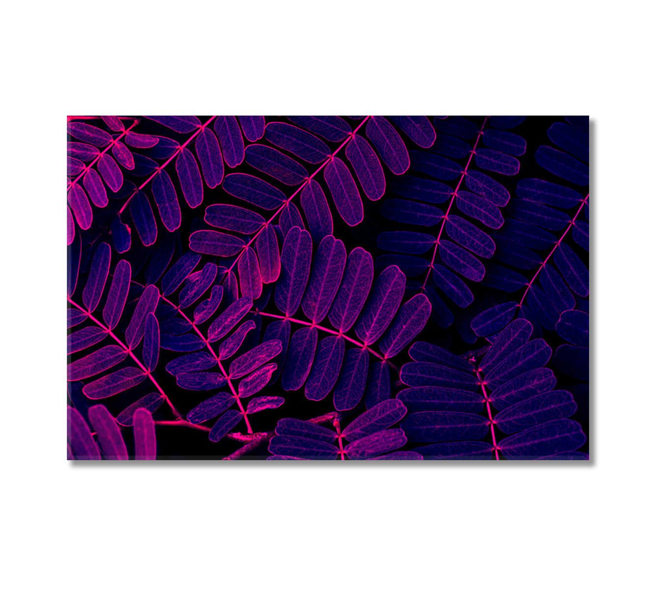 Purple Leaves Canvas Print-Canvas Print-CetArt-1 Panel-24x16 inches-CetArt