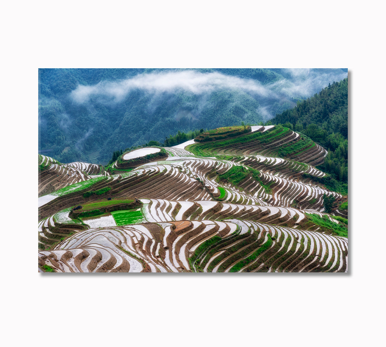 Longsheng Rice Terraces China Canvas Print-Canvas Print-CetArt-1 Panel-24x16 inches-CetArt