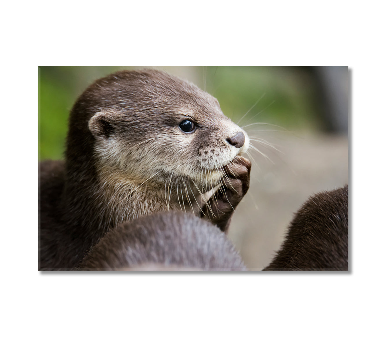 Cute Otter Canvas Print-Canvas Print-CetArt-1 Panel-24x16 inches-CetArt