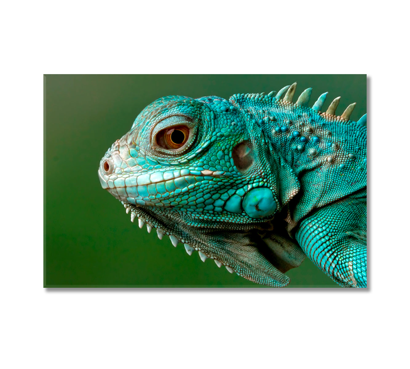 Wild Iguana Close Up Canvas Print-Canvas Print-CetArt-1 Panel-24x16 inches-CetArt