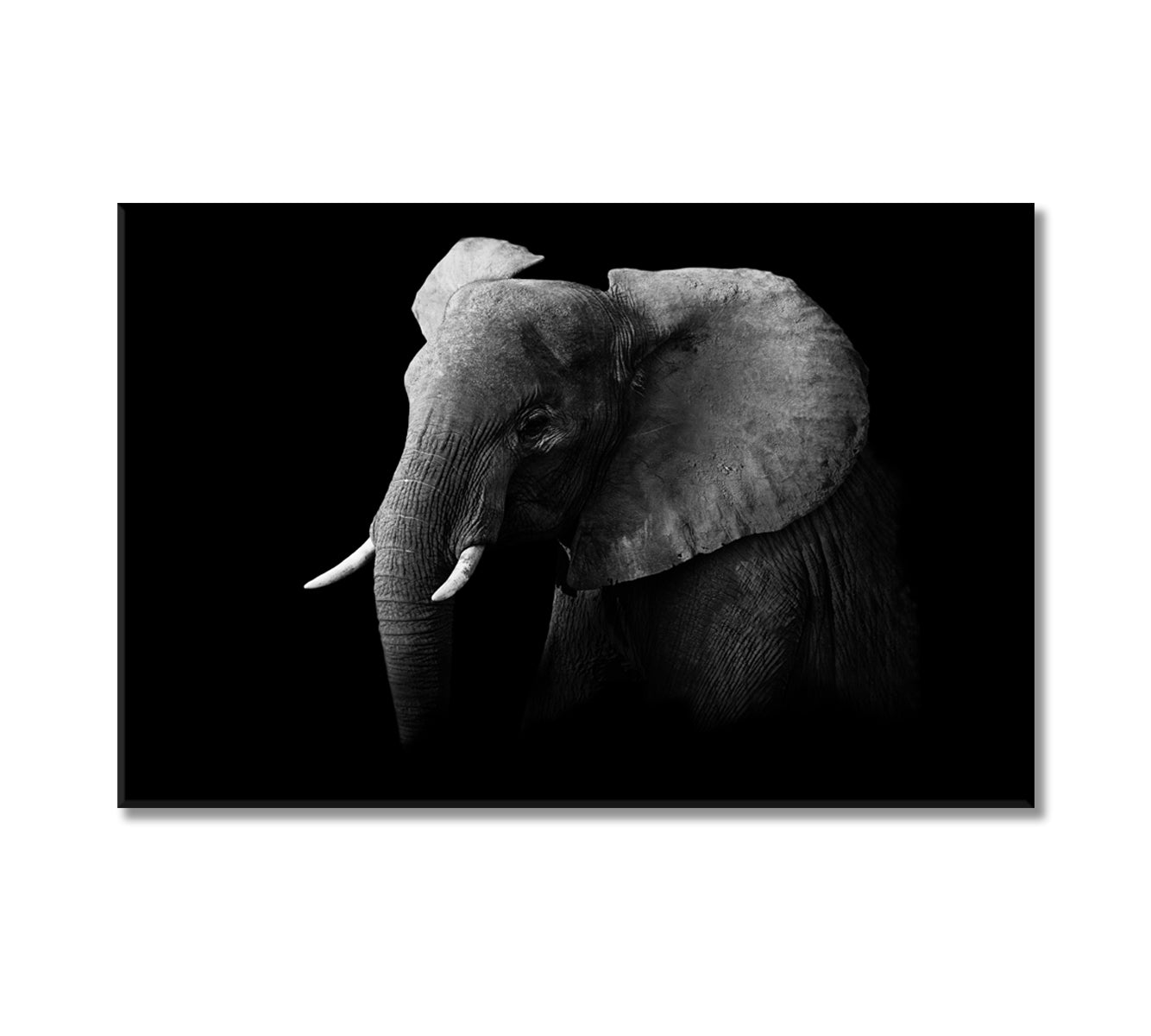 African Elephant in Black and White Canvas Print-Canvas Print-CetArt-1 Panel-24x16 inches-CetArt