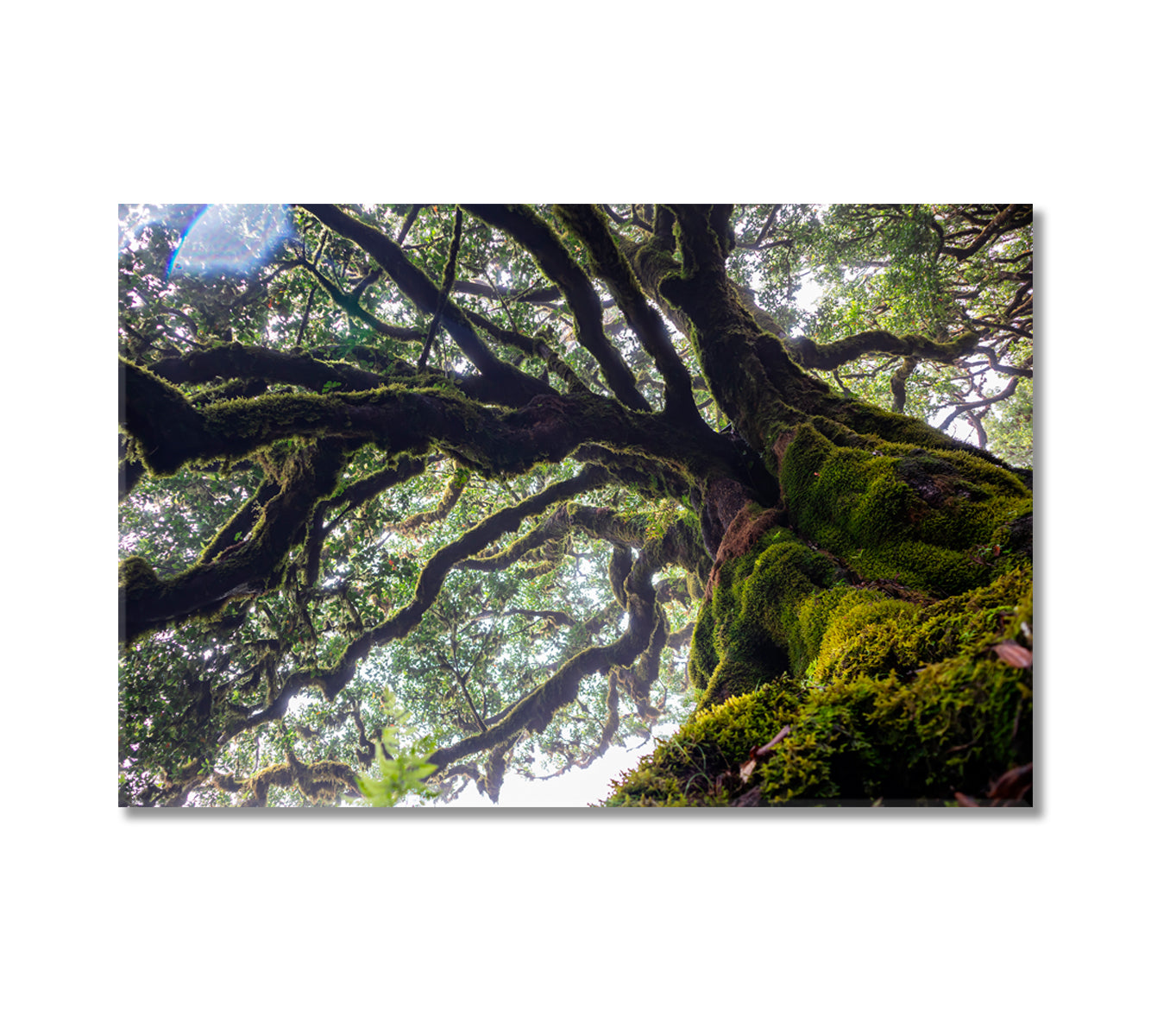 Ancient Laurel Tree Covered Perennial Moss in Laurisilva Canvas Print-Canvas Print-CetArt-1 Panel-24x16 inches-CetArt