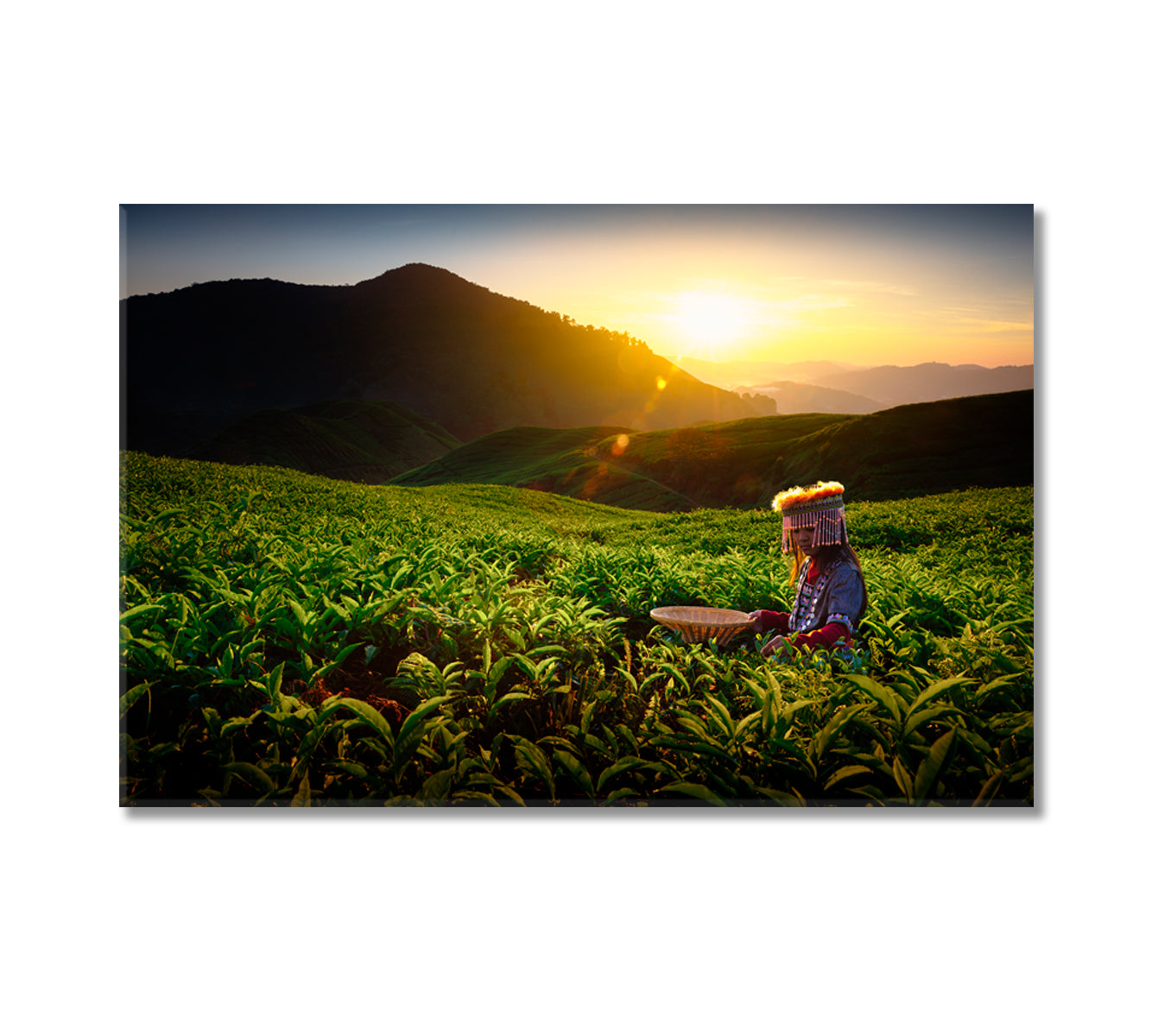 Sungei Palas Tea Garden Malaysia Canvas Print-Canvas Print-CetArt-1 Panel-24x16 inches-CetArt