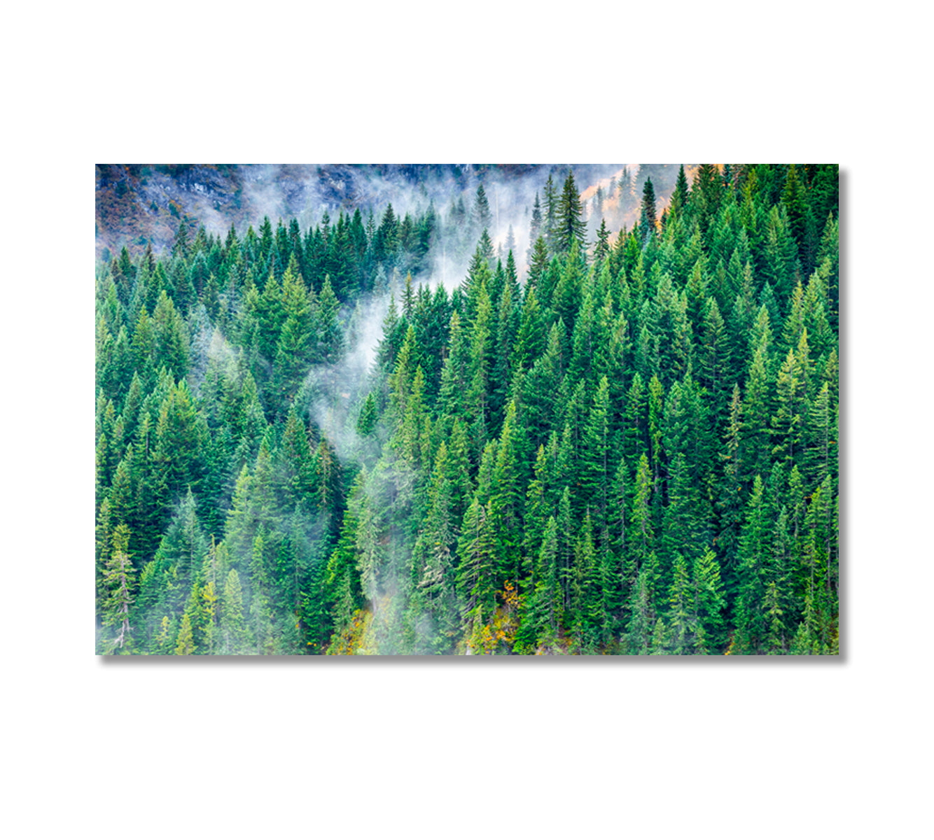 Pine Woods Covered by Fog Canvas Print-Canvas Print-CetArt-1 Panel-24x16 inches-CetArt