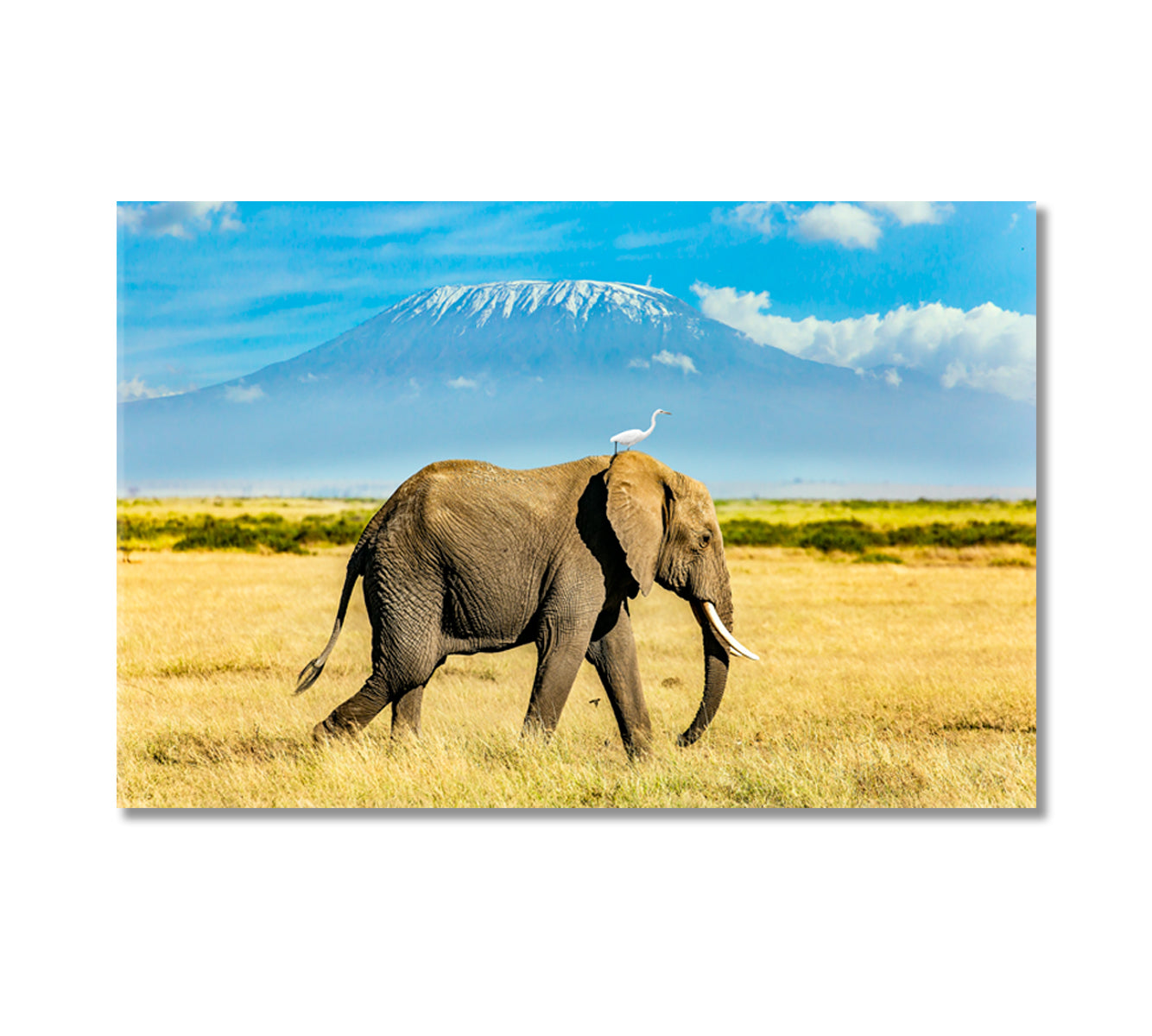 Heron on Elephant Head Against Mount Kilimanjaro Canvas Print-Canvas Print-CetArt-1 Panel-24x16 inches-CetArt