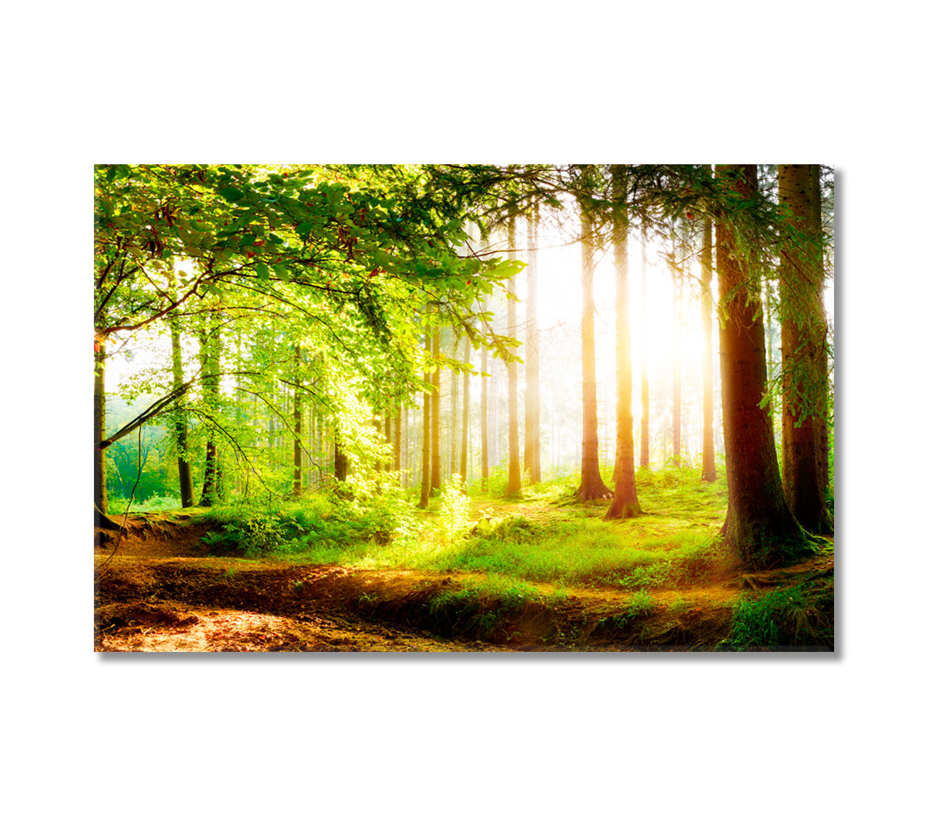 Beautiful Forest with Sunlight in Fog Canvas Print-Canvas Print-CetArt-1 Panel-24x16 inches-CetArt