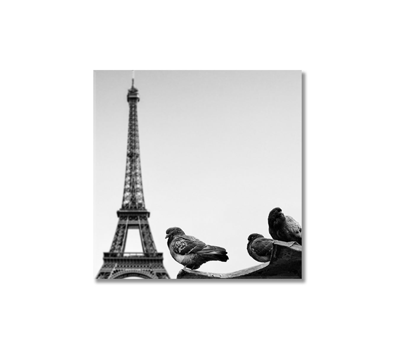 Pigeons Against Eiffel Tower Paris France Canvas Print-Canvas Print-CetArt-1 panel-12x12 inches-CetArt