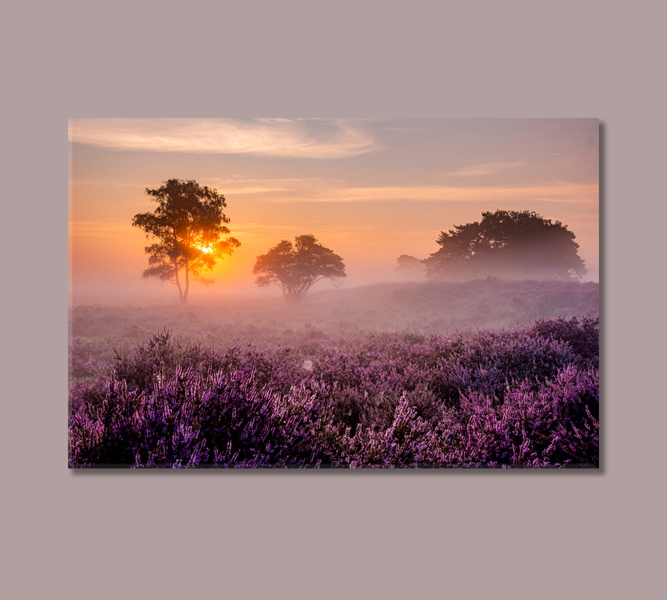 Blooming Heather Field Canvas Print-Canvas Print-CetArt-1 Panel-24x16 inches-CetArt