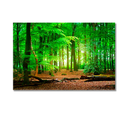 Mysterious Green Forest Veluwe Netherlands Canvas Print-Canvas Print-CetArt-1 Panel-24x16 inches-CetArt