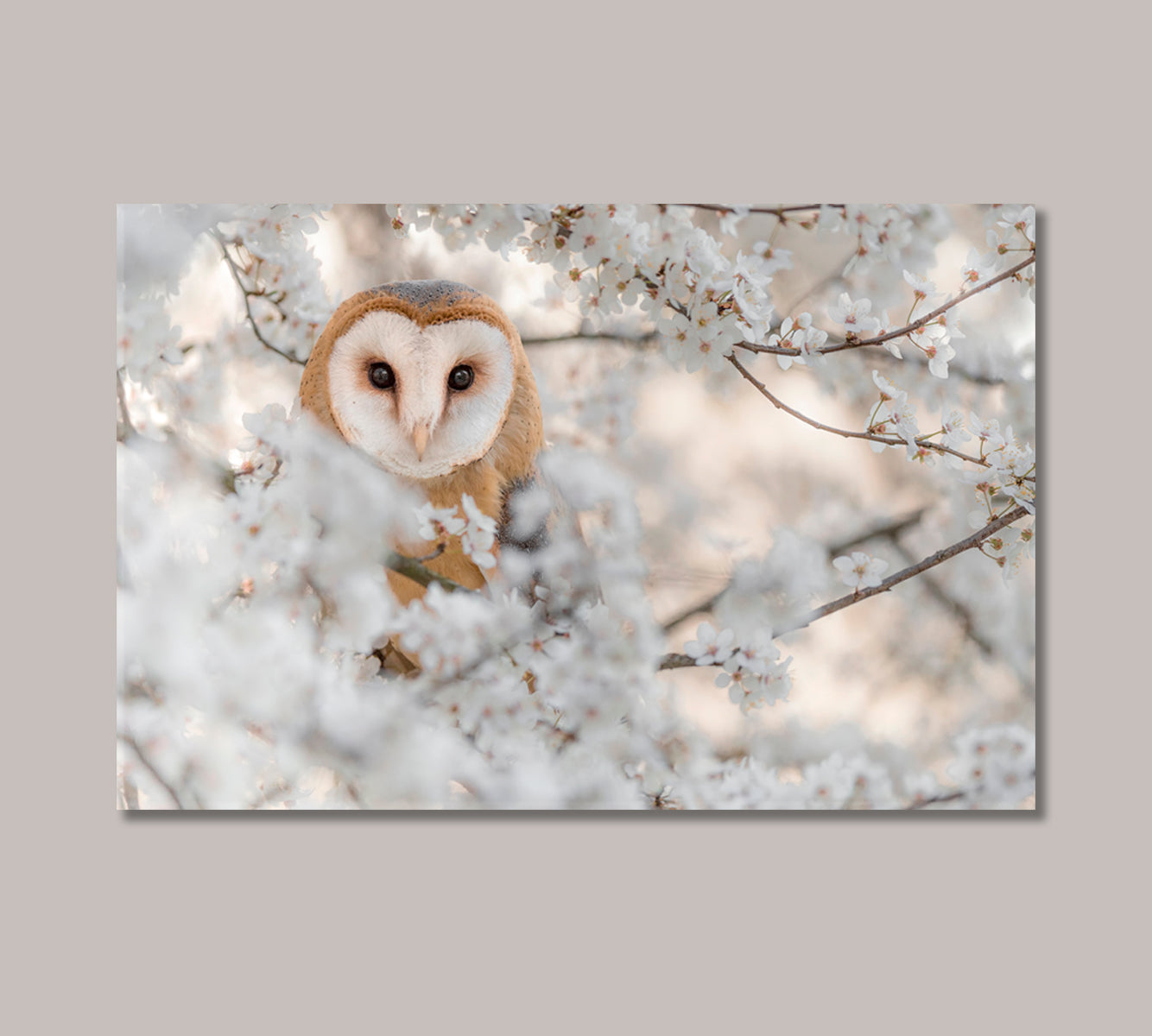 Bird Barn Owl on Blooming Cherry Canvas Print-Canvas Print-CetArt-1 Panel-24x16 inches-CetArt