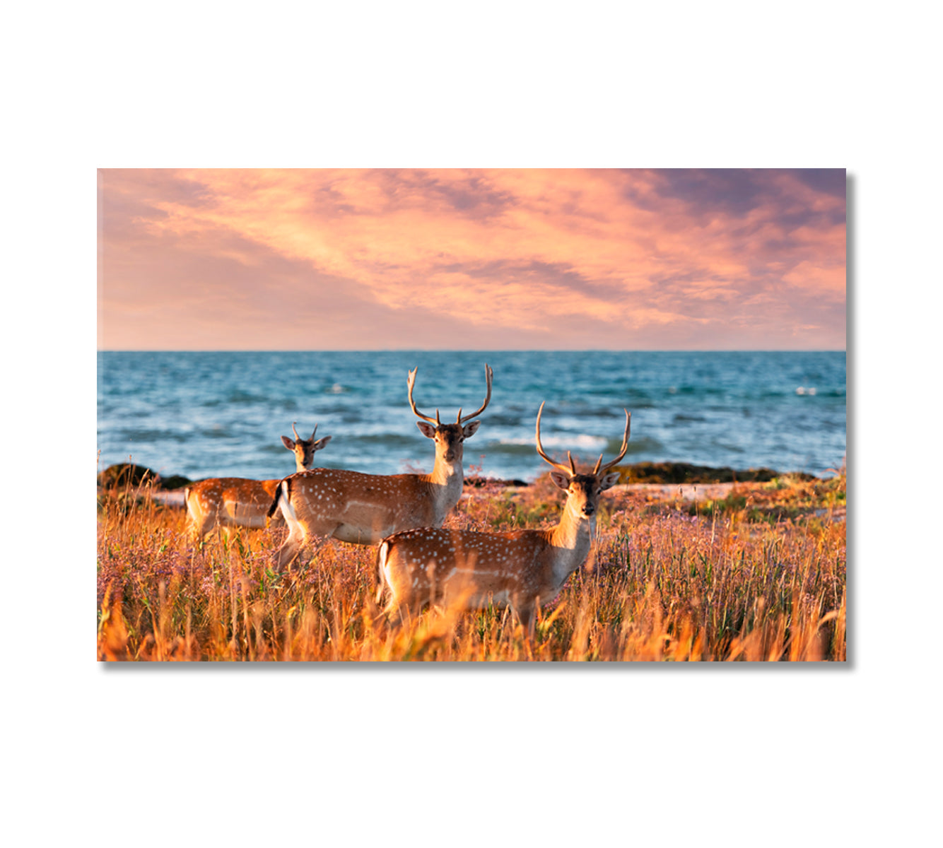 Sea Landscape with Sika Deer Family Canvas Print-Canvas Print-CetArt-1 Panel-24x16 inches-CetArt