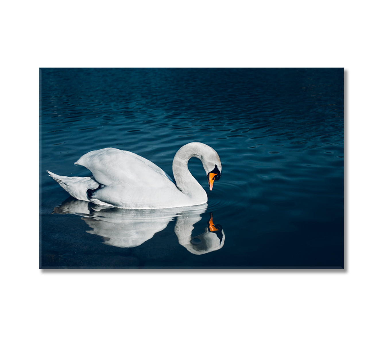 Beautiful Swan in Crystal Blue Lake Canvas Print-Canvas Print-CetArt-1 Panel-24x16 inches-CetArt