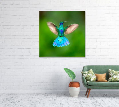 Sparkling Violetear Colibri Coruscans Canvas Print-Canvas Print-CetArt-1 panel-12x12 inches-CetArt