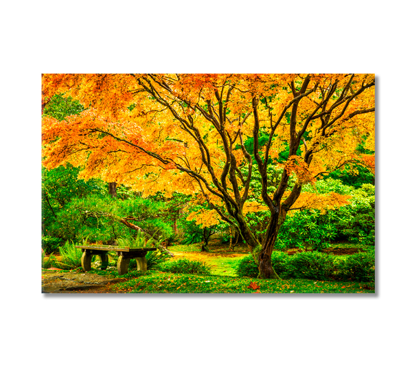 Japanese Maple Tree Washington Park Arboretum Botanical Garden Canvas Print-Canvas Print-CetArt-1 Panel-24x16 inches-CetArt