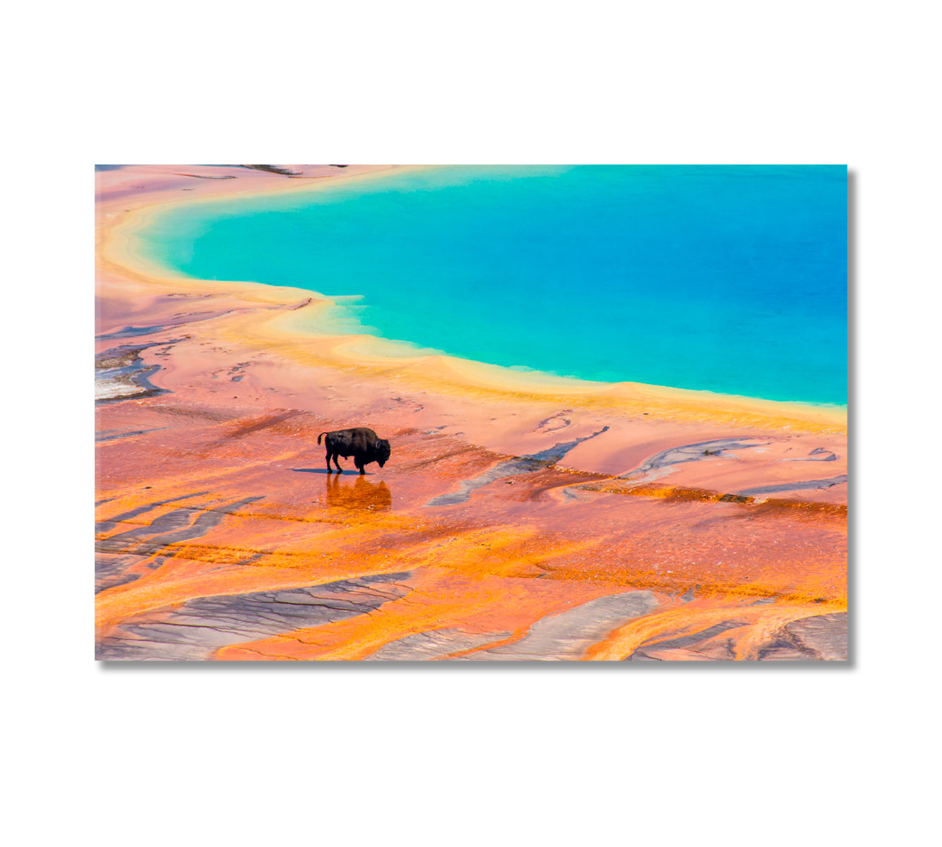 Bison at Grand Prismatic Spring Canvas Print-Canvas Print-CetArt-1 Panel-24x16 inches-CetArt