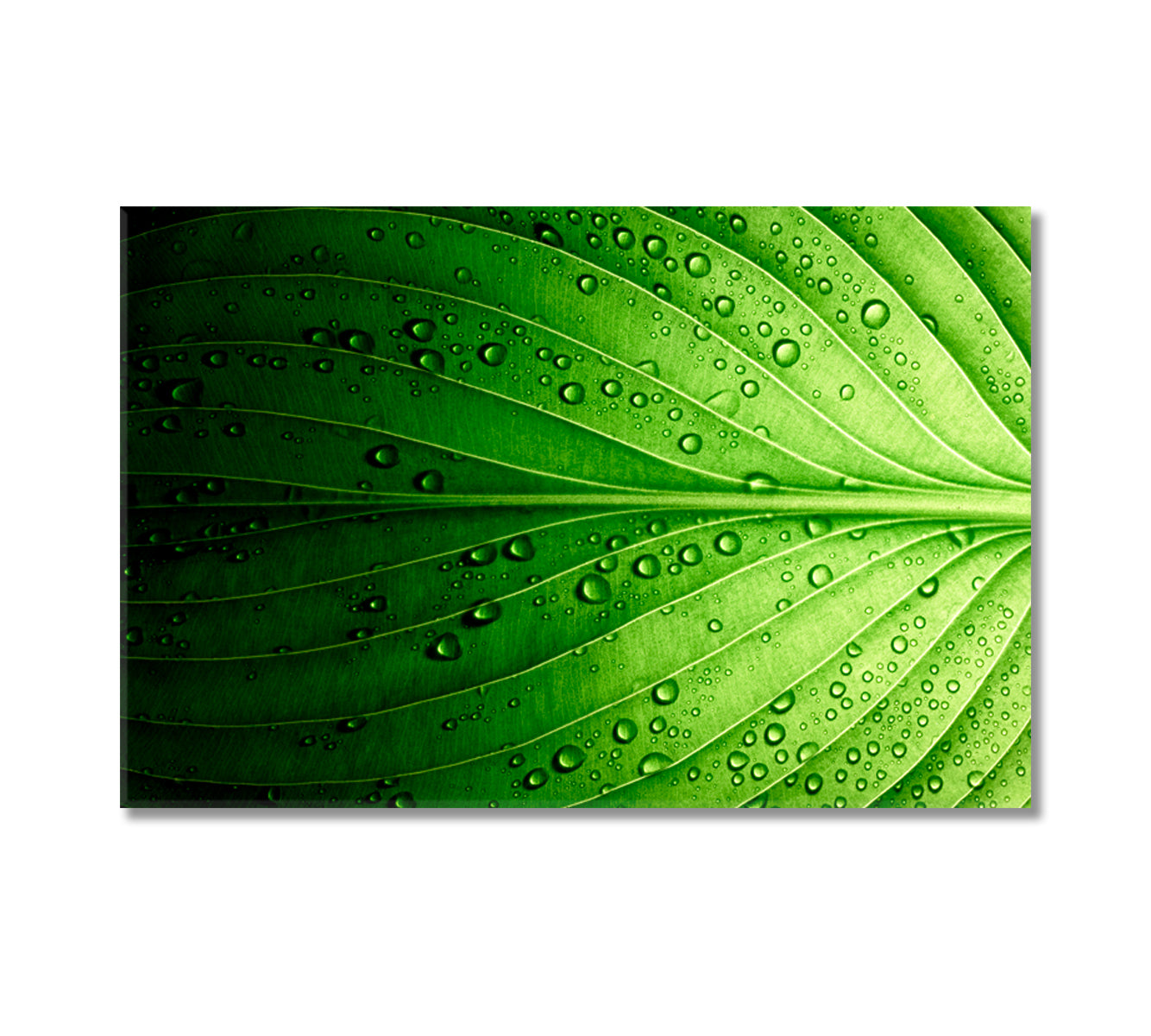 Beautiful Green Leaf Canvas Print-Canvas Print-CetArt-1 Panel-24x16 inches-CetArt