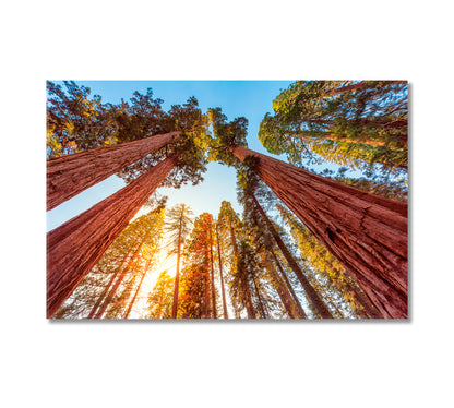 Sequoia Forest National Park California Canvas Print-Canvas Print-CetArt-1 Panel-24x16 inches-CetArt