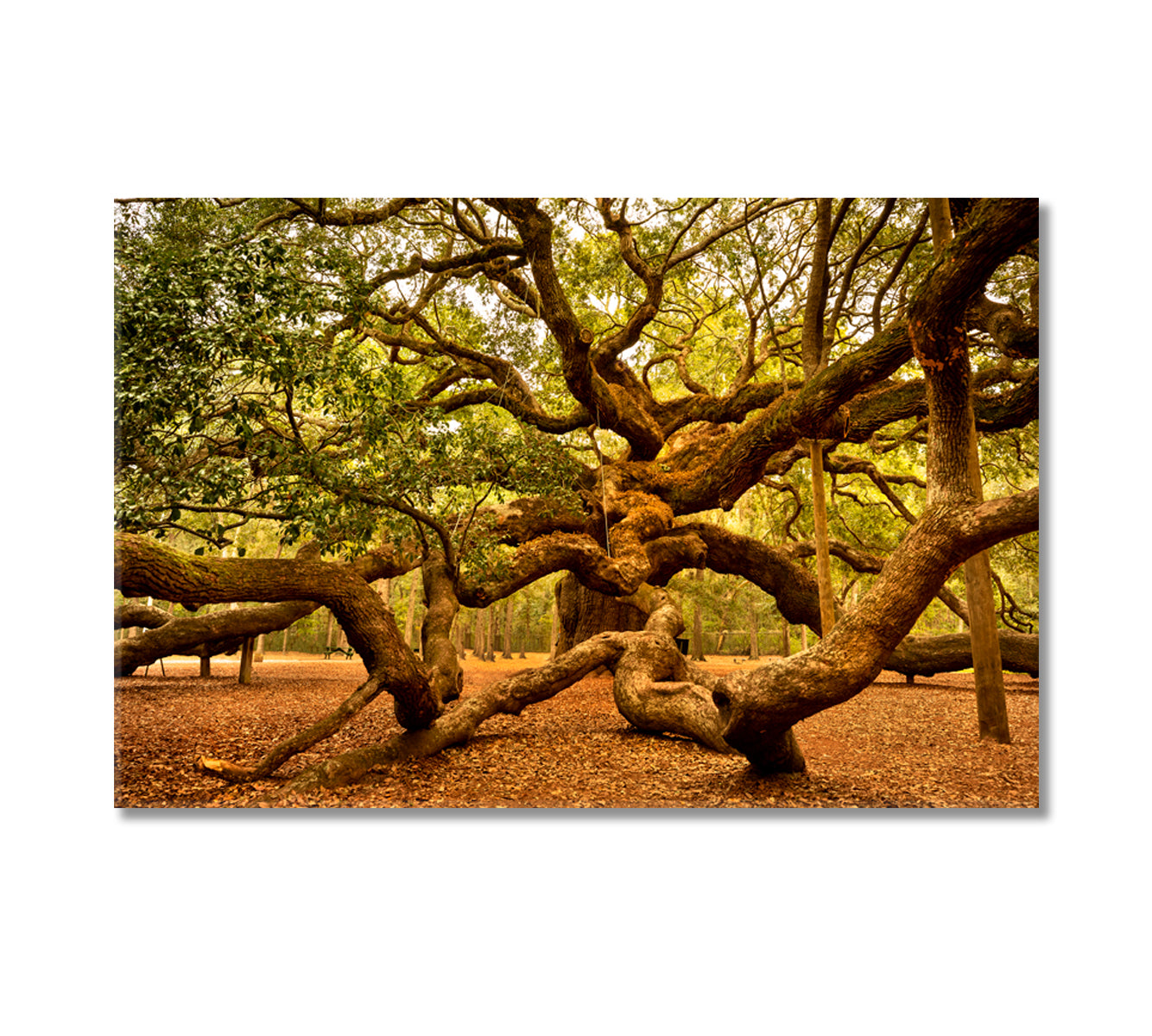 Angel Oak Tree Johns Island South Carolina USA Canvas Print-Canvas Print-CetArt-1 Panel-24x16 inches-CetArt