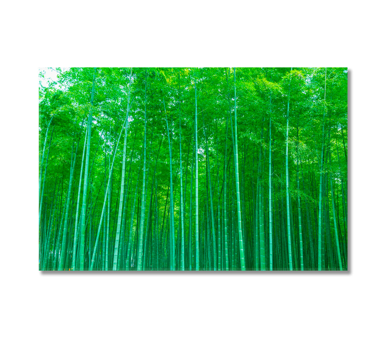 Dense Bamboo Forest Canvas Print-Canvas Print-CetArt-1 Panel-24x16 inches-CetArt