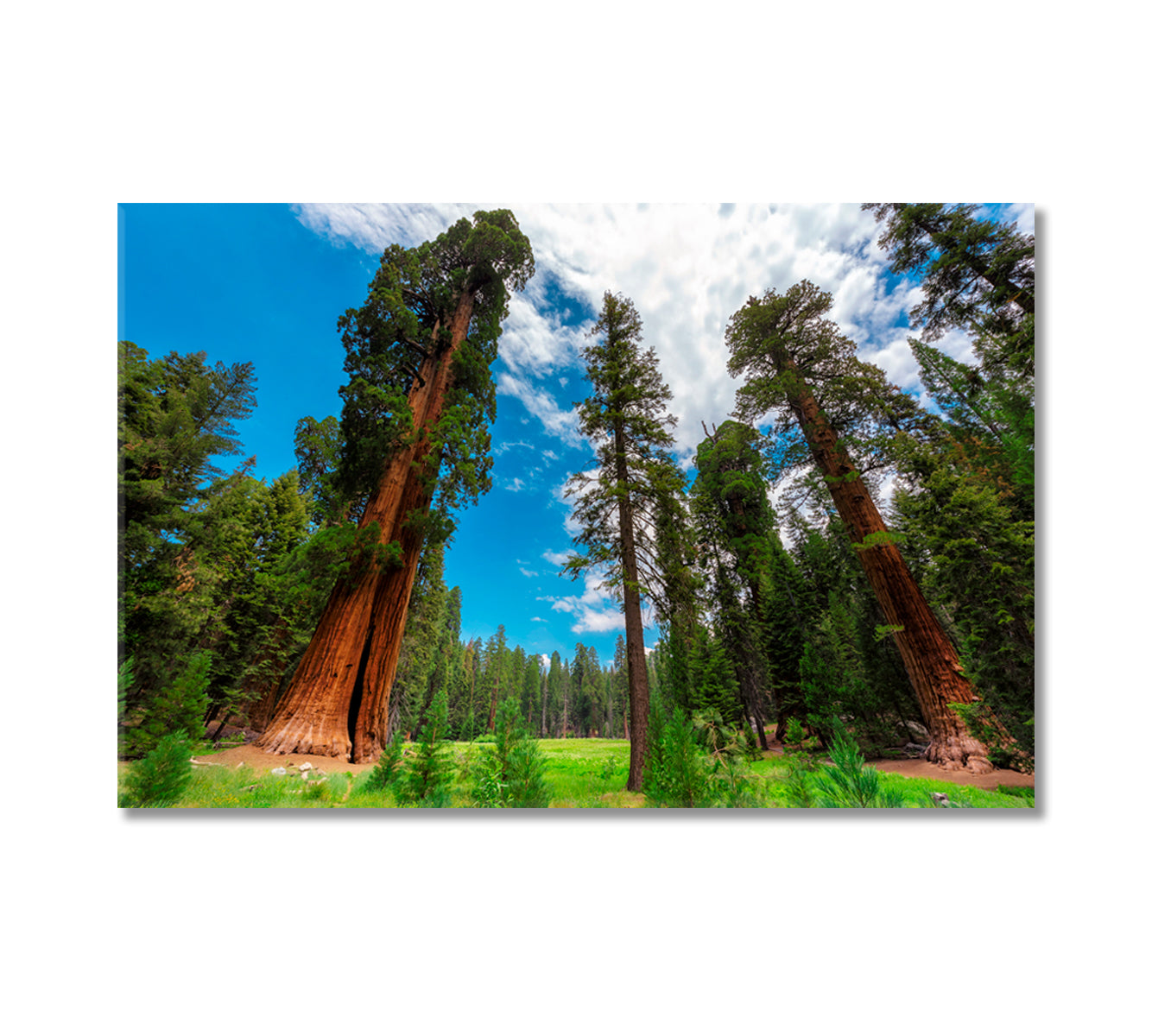 Sequoia Trees In Sequoia National Park California USA Canvas Print-Canvas Print-CetArt-1 Panel-24x16 inches-CetArt