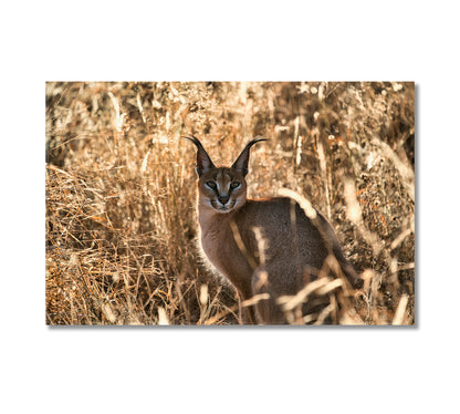 Beautiful Caracal African Lynx in Natural Habitat Canvas Print-Canvas Print-CetArt-1 Panel-24x16 inches-CetArt