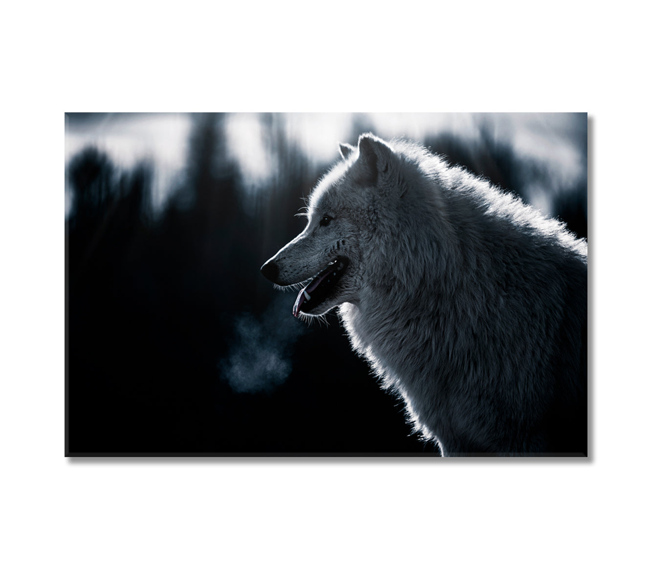 Arctic Wolf in Forest Canvas Print-Canvas Print-CetArt-1 Panel-24x16 inches-CetArt