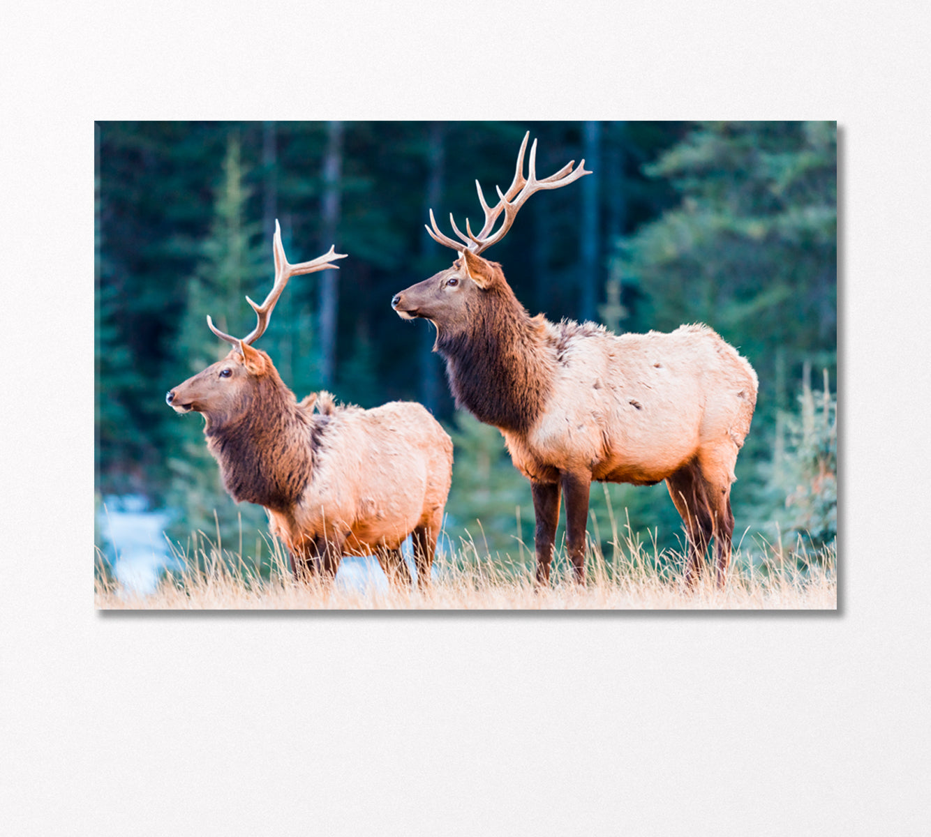 Wild Elks Canvas Print-Canvas Print-CetArt-1 Panel-24x16 inches-CetArt