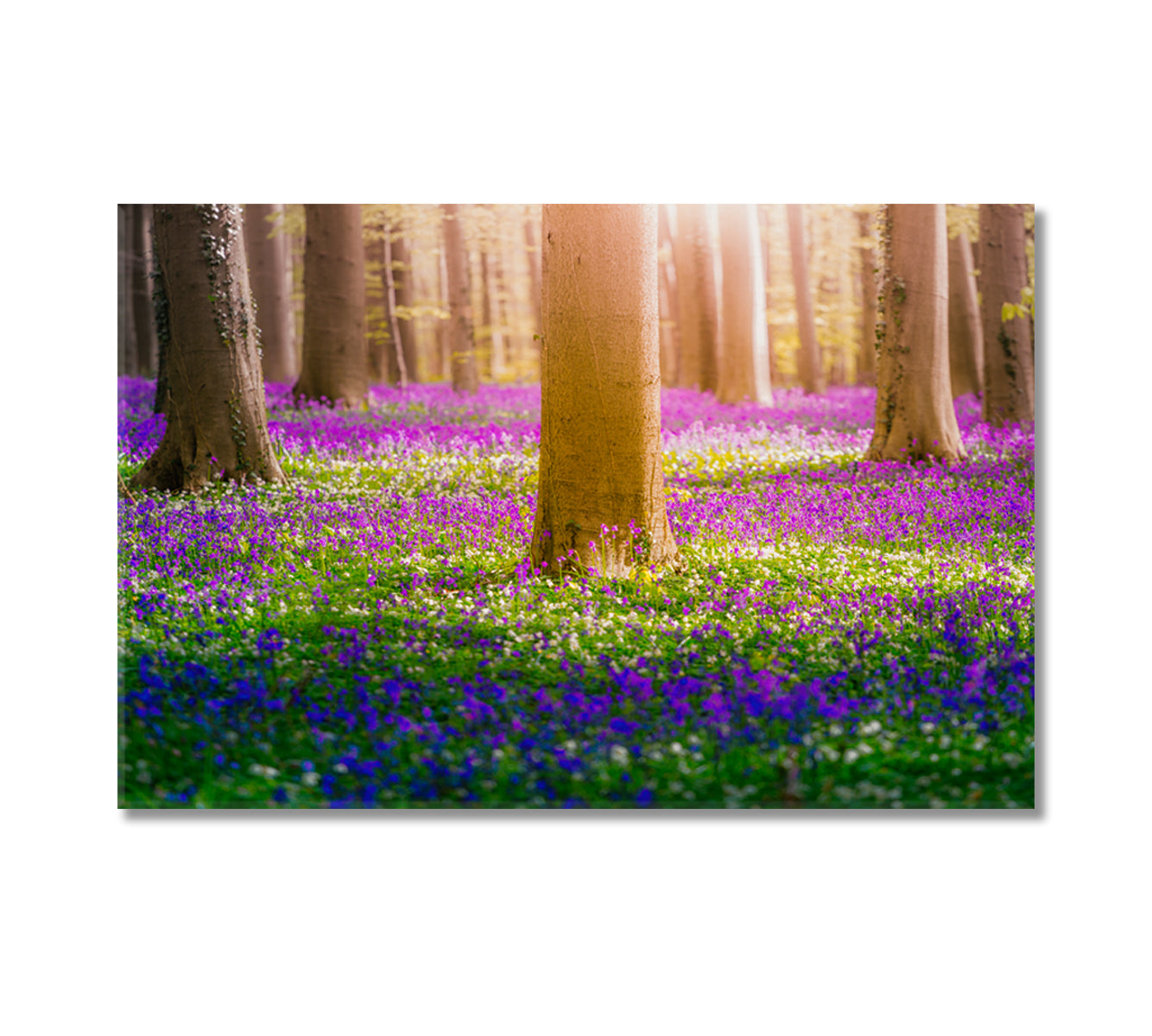 Bluebell Flowers in Hallerbos Forest Belgium Canvas Print-Canvas Print-CetArt-1 Panel-24x16 inches-CetArt