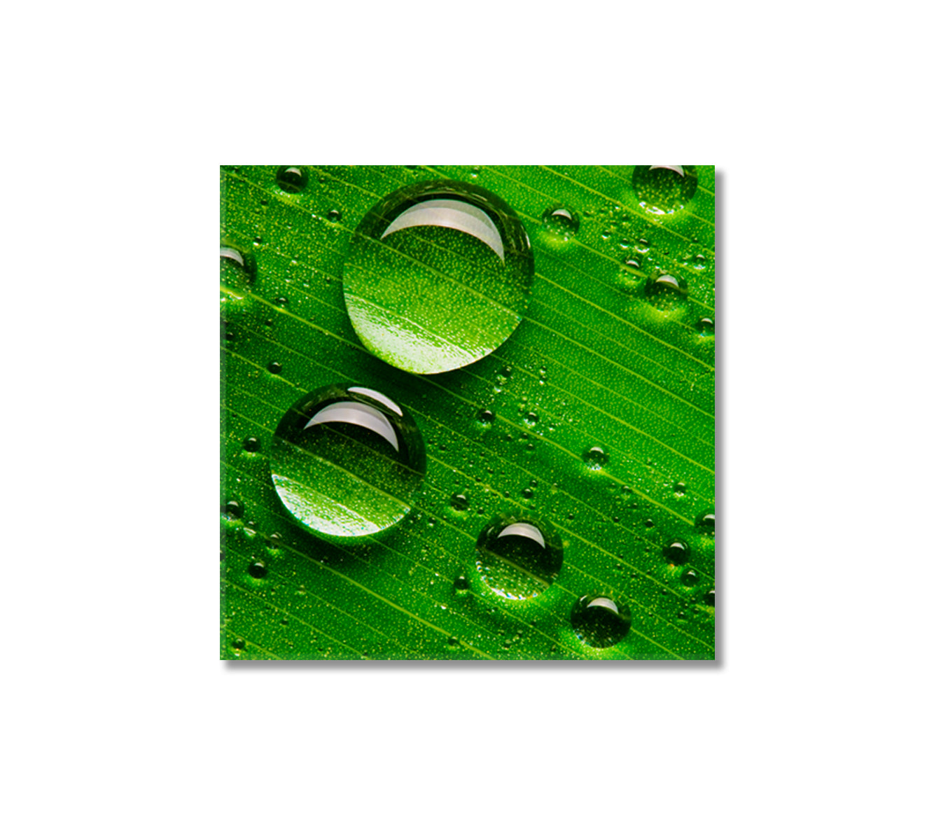 Water Droplets on Green Leaf Canvas Print-Canvas Print-CetArt-1 panel-12x12 inches-CetArt