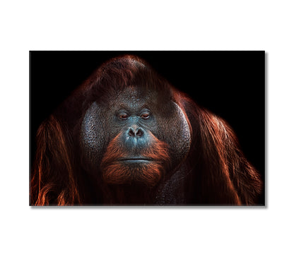 Orangutan Canvas Print-Canvas Print-CetArt-1 Panel-24x16 inches-CetArt