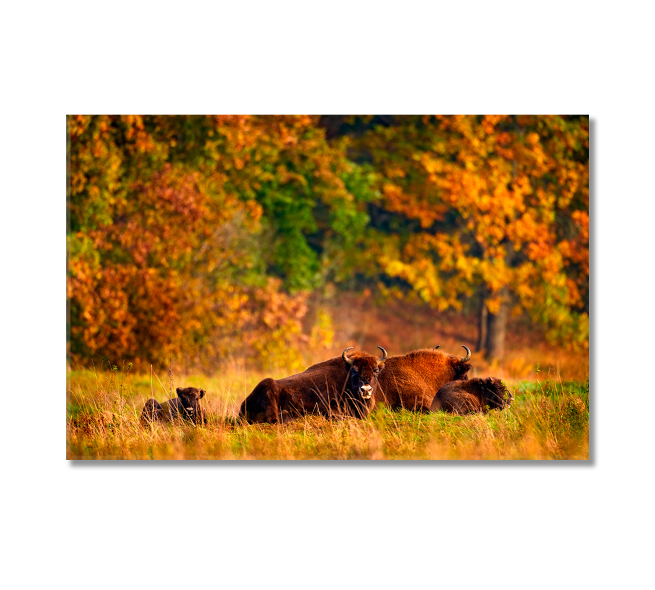 Bison Family in Autumn Forest Canvas Print-Canvas Print-CetArt-1 Panel-24x16 inches-CetArt