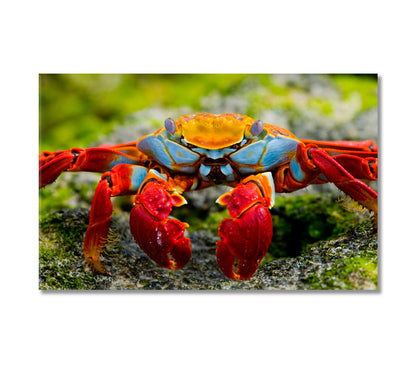 Crab Close Up Canvas Print-Canvas Print-CetArt-1 Panel-24x16 inches-CetArt