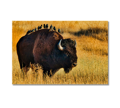 American Bison with Starlings on Back Canvas Print-Canvas Print-CetArt-1 Panel-24x16 inches-CetArt