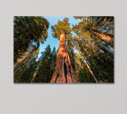 Giant Sequoia Trees Canvas Print-Canvas Print-CetArt-1 Panel-24x16 inches-CetArt