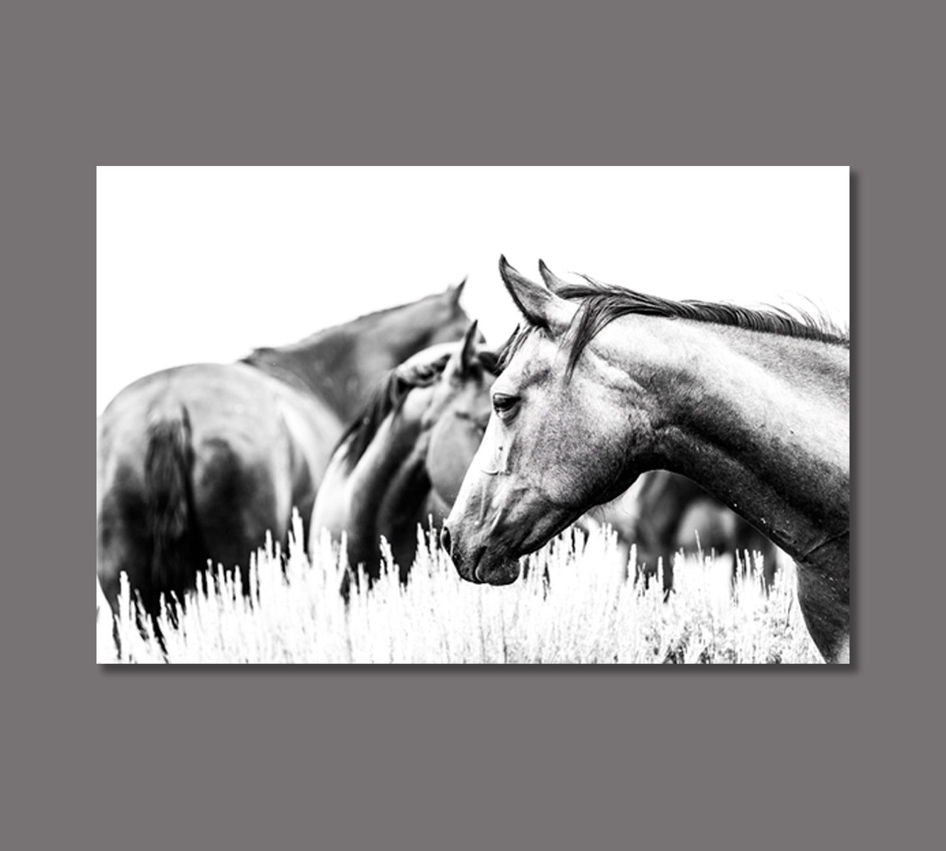 Herd of Horses in Black and White Canvas Print-Canvas Print-CetArt-1 Panel-24x16 inches-CetArt